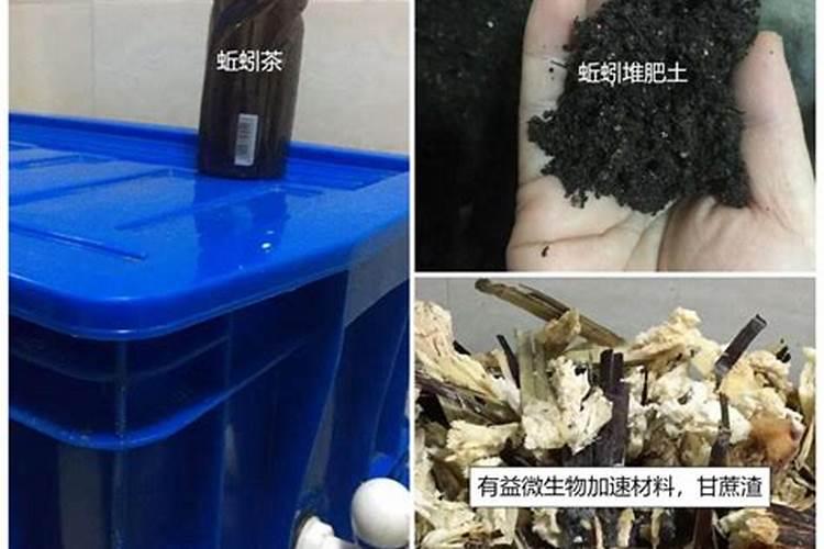 茶树属于什么植物