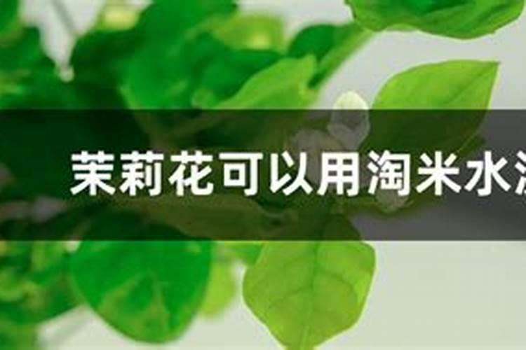 芸苔素对桃树黄化病的作用