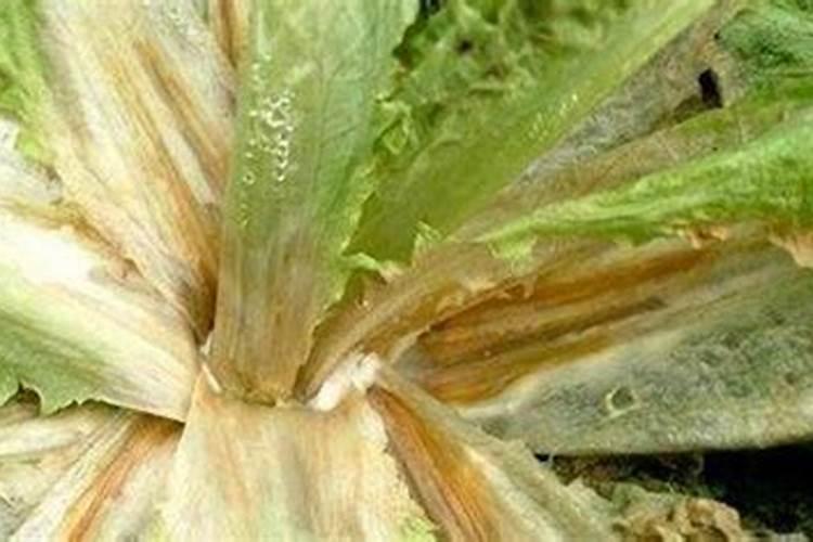 油麦菜发苦这种现象背后的原因是什么