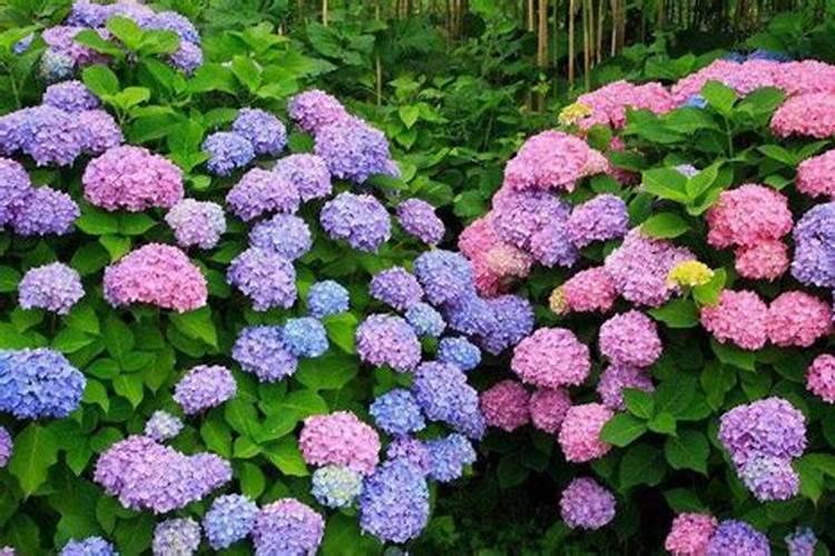 绣球花开花时能不能施硫酸亚铁？