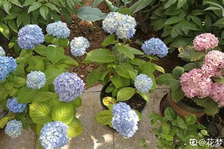 怎样让绣球花花色不断变化