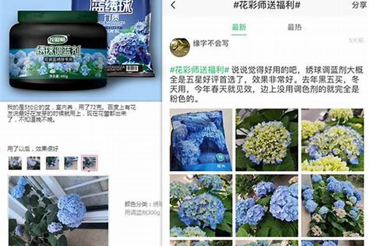 绣球怎么变蓝色
