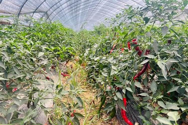 水溶肥十大名牌