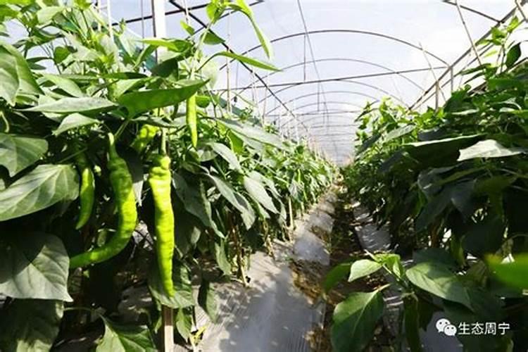 用什么肥土育尖椒,西红柿,黄瓜苗？