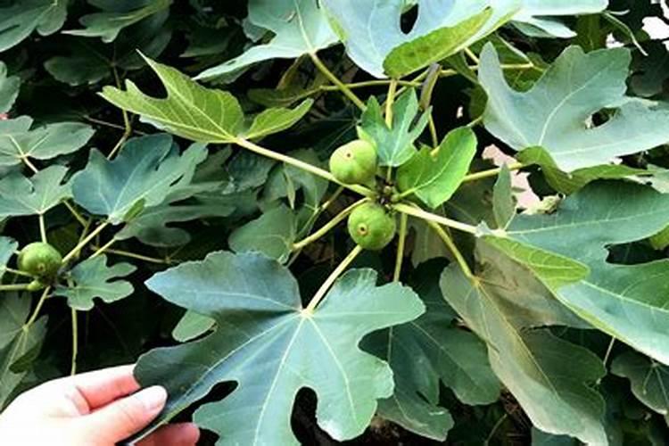 无花果打什么叶面肥好？施肥的最佳时间是什么时候？