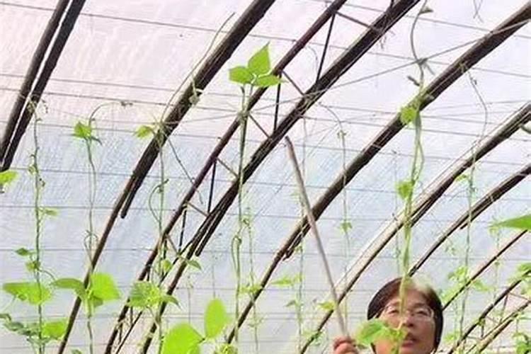 芸豆种植用什么肥料你好,种植芸豆用什么化肥好？