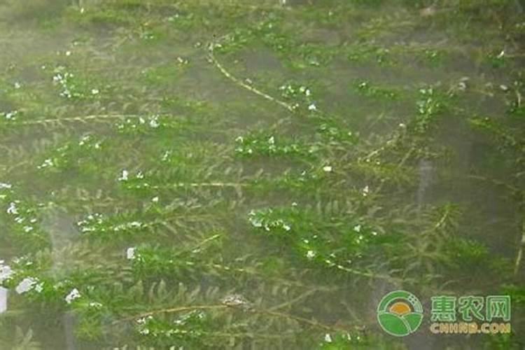 伊乐藻种植方法(虾池栽培伊乐藻的方法)