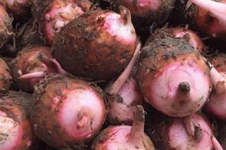 红薯的种植方法红薯怎么种才高产