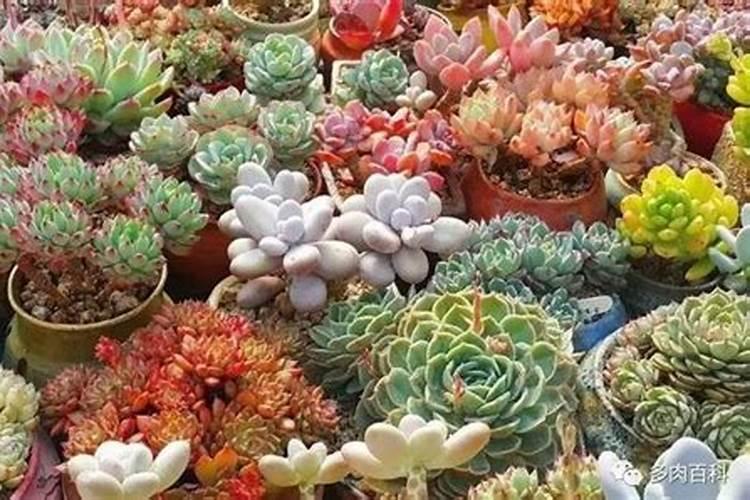 盆栽多肉植物施什么肥 该如何施肥