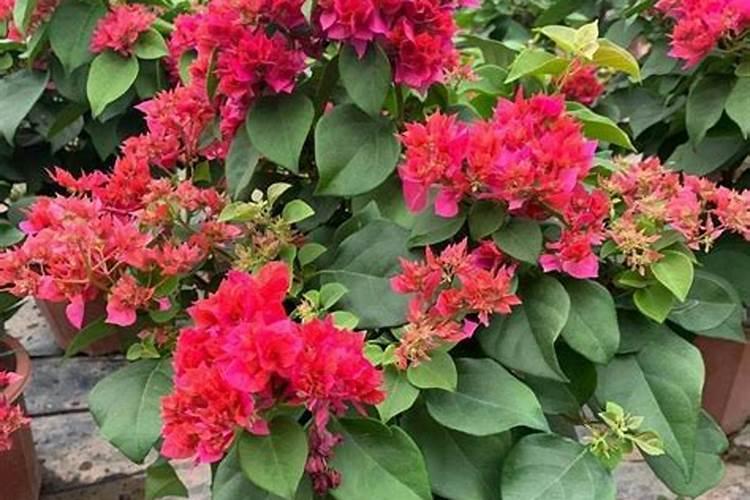 高温季节如何给三角梅换盆？
