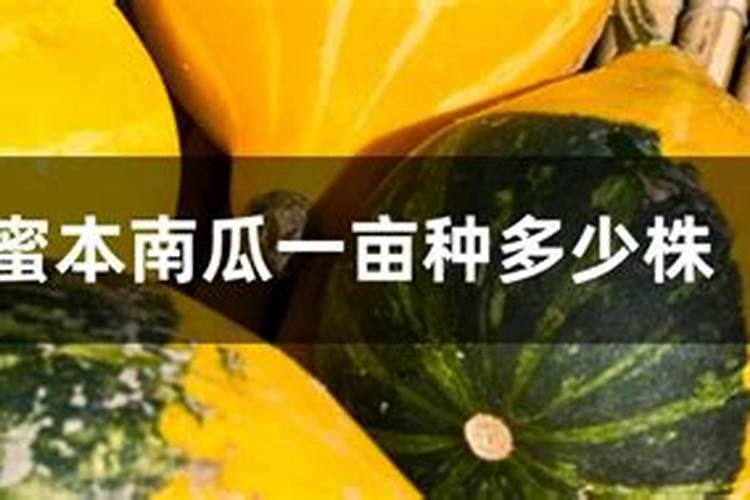 香芋南瓜种植技术和田间管理