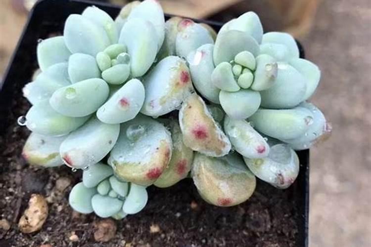多肉怎么施肥 多肉的施肥方法