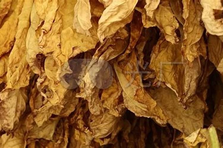 烤烟栽在地里不长要施什么肥料