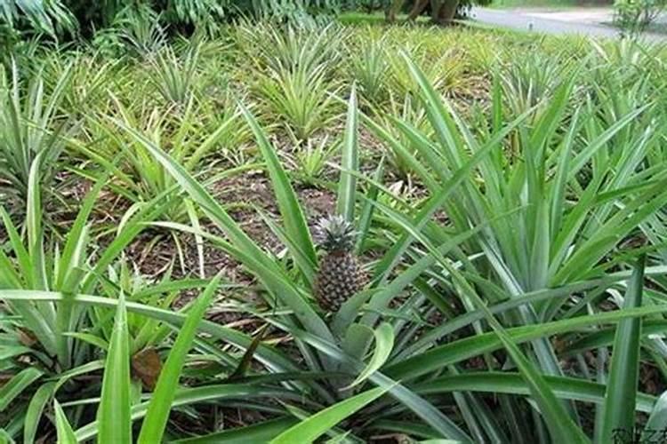 腐植酸的使用方法