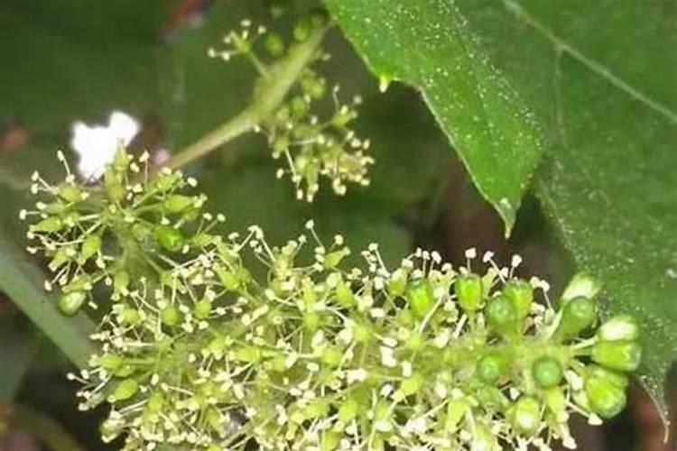 叶面施肥与根部施肥,哪个更好？哪种情况需使用叶面肥？