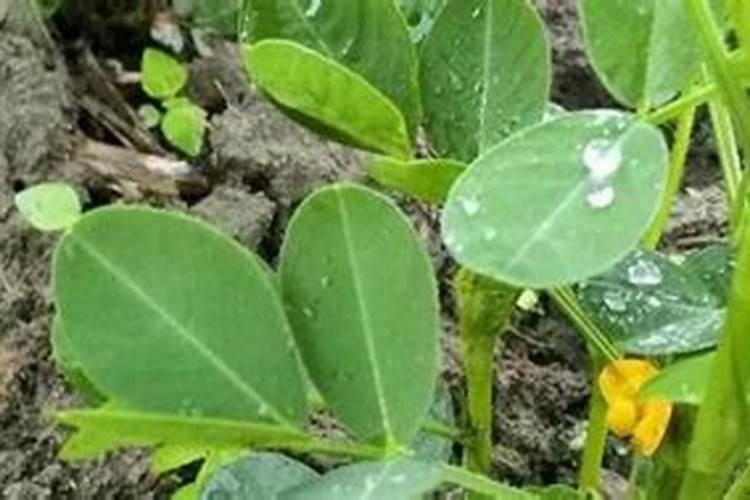 大豆开花期打什么药能保花保果