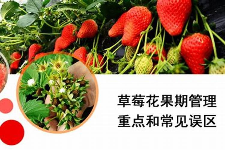 草莓施什么肥料果大