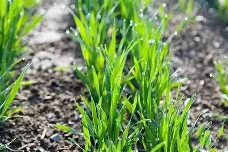 种植小麦提前几天撒上肥料在耕地可以吗？