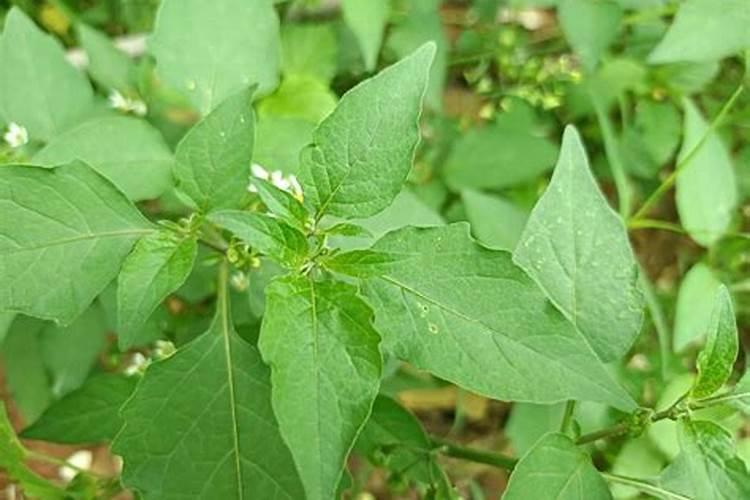 党参增产专用叶面肥,党参高产用什么叶面肥？党参增收叶面肥昆仑风