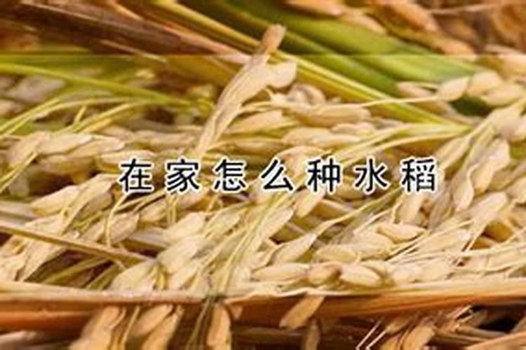 每亩谷子需要多少氮肥磷肥钾肥