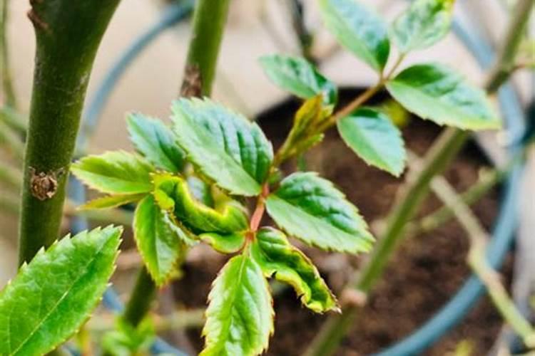 在三农工作里茶园的施肥方法有哪些