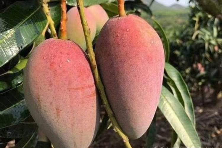 芒果树多久施肥一次 最佳施肥时间是几月份