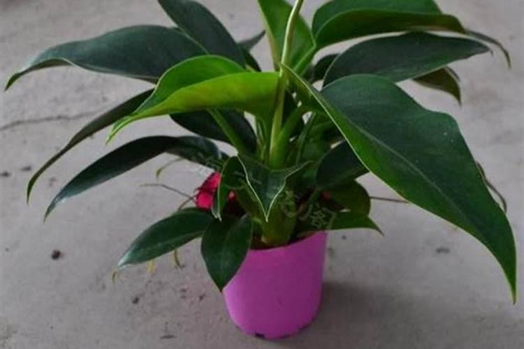 什么植物不需要施肥、植物施肥最佳时间