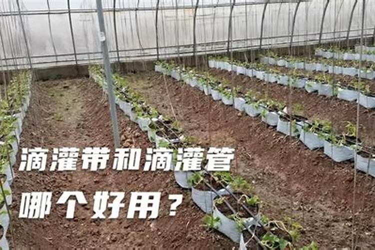 草莓硼肥滴灌好,还是喷施效果好