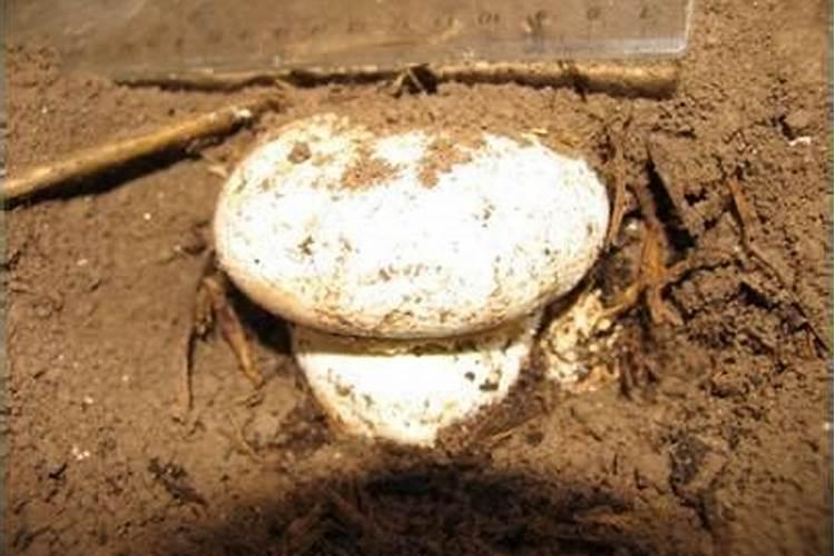中国八大地形盛产哪些食物？求对这方面比较专业的人答