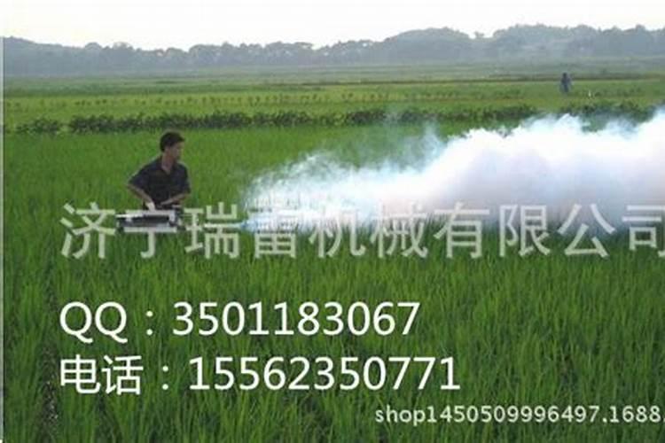 老人葵种子价格多少钱一斤？老人葵栽培技术有哪些？