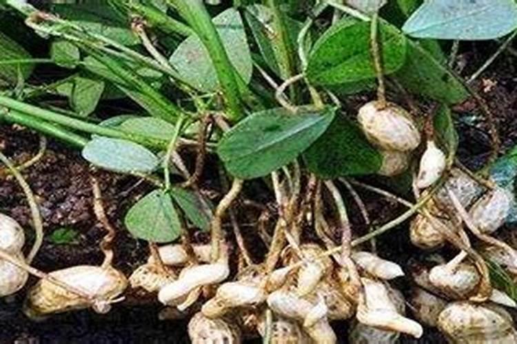 花生施磷肥可以浇水灌根吗？