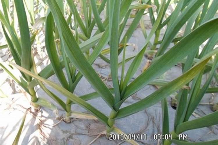 小麦价格现在多少钱一斤