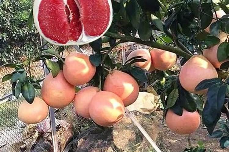 磷钾肥的科学施用方法总结
