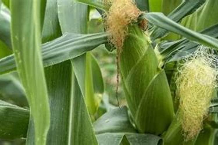 玉米适合什么肥料