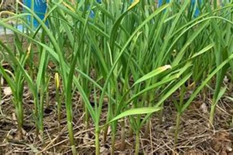 蒜苔拔了之后还要施肥吗