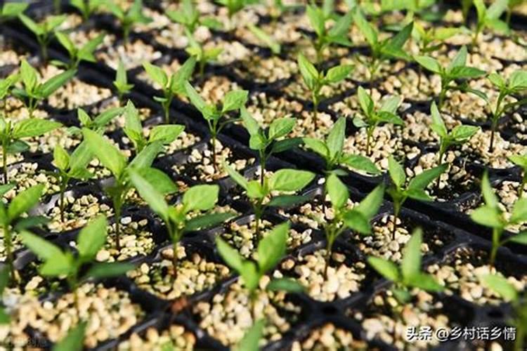 菜苗发芽三四天了可以浇肥料水吗
