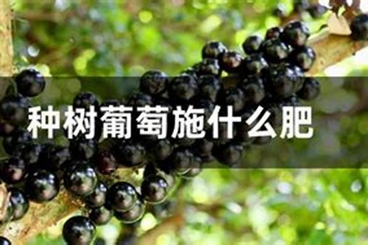 桉树幼苗抽新芽喷什么有用