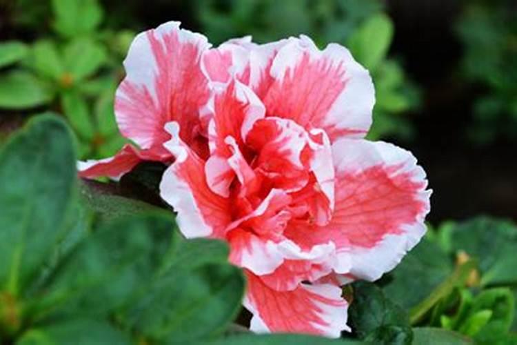 夏季如何给杜鹃花施肥