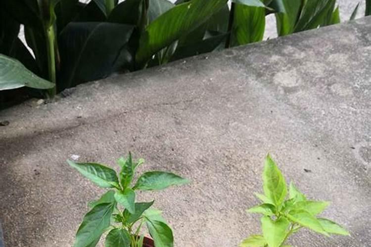用什么药治韭菜叶发红