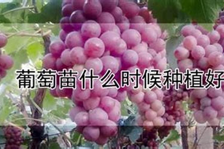 葡萄苗用什么肥料？