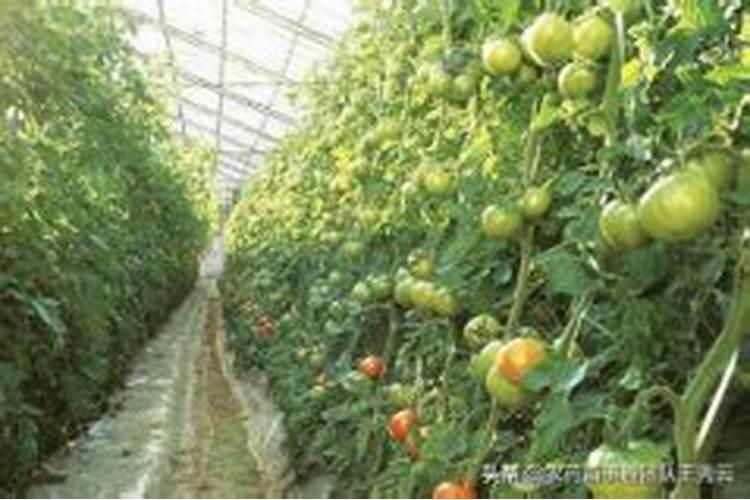 西红柿挂果施什么肥