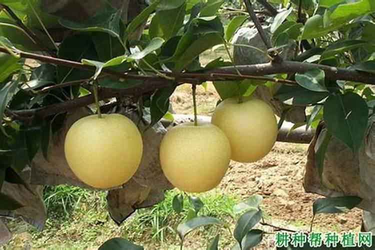 磷酸二氢钾多久喷一次 磷酸二氢钾喷洒频率多久适宜？
