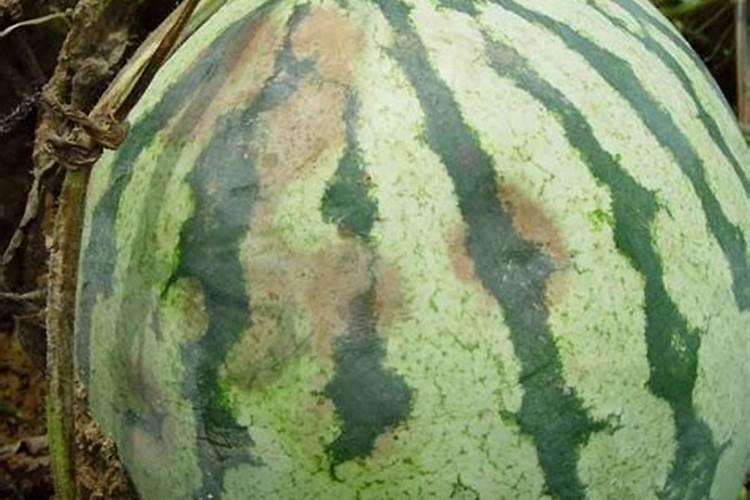 西瓜果实还很小时就发生烂掉的情况是怎么一回事呢？