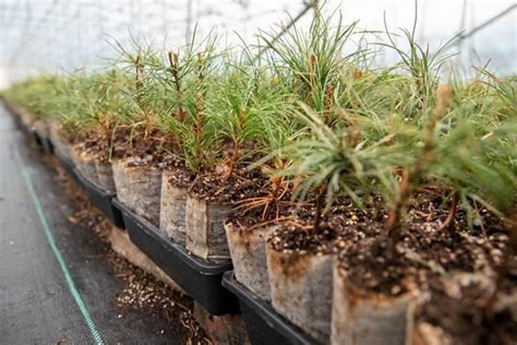 红松树苗缺铁怎么办