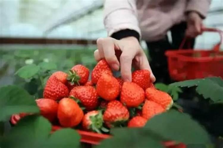 吃红薯叶真的好吗？