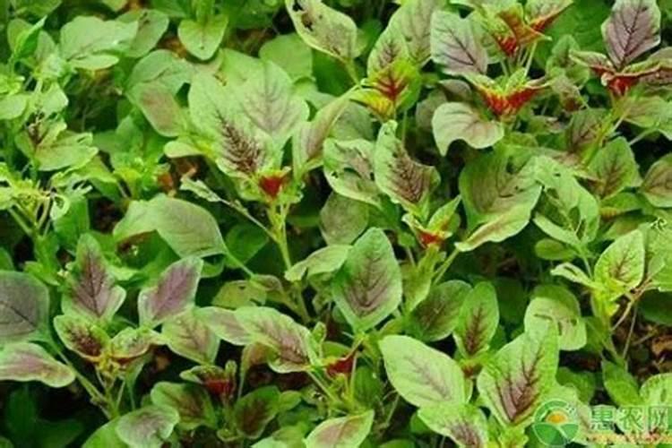 八月还可以种苋菜吗 八月还能种苋菜吗