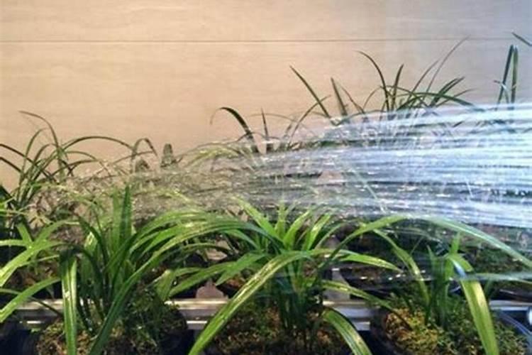 矮种兰花怎么养殖方法