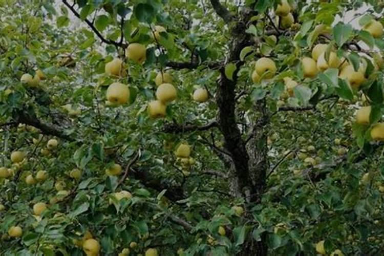玉米苗后除草可以放液体氮肥一起喷施吗？