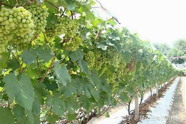 温室大棚蔬菜种植,如何施底肥？
