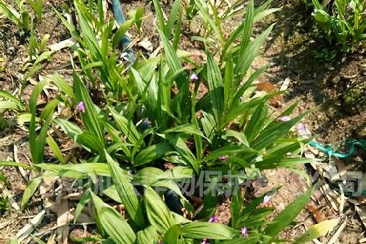 白芨用什么肥料最好